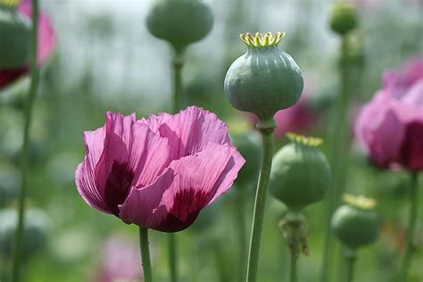 where to buy opium poppies